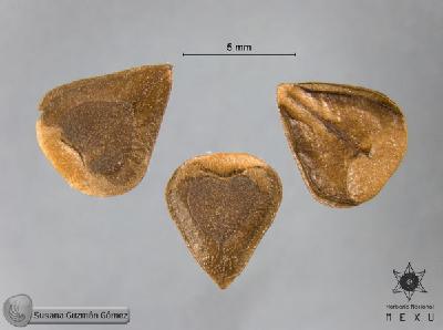 Aristolochia-taliscana-FS357-sem.jpg.jpg