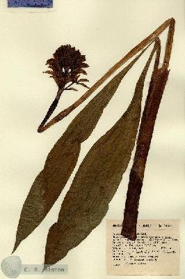 URN_catalog_HBHinton_herbarium_14430.jpg.jpg