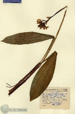 URN_catalog_HBHinton_herbarium_14430-1.jpg.jpg