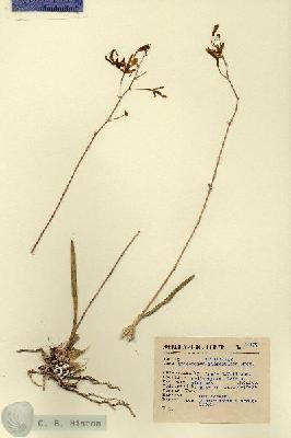 URN_catalog_HBHinton_herbarium_14177.jpg.jpg