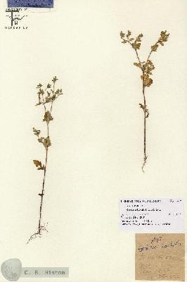 URN_catalog_HBHinton_herbarium_1419.jpg.jpg