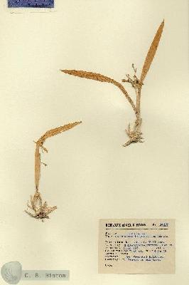 URN_catalog_HBHinton_herbarium_14198.jpg.jpg