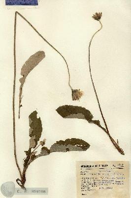 URN_catalog_HBHinton_herbarium_13919.jpg.jpg