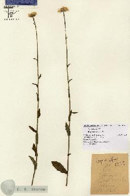 URN_catalog_HBHinton_herbarium_13923.jpg.jpg