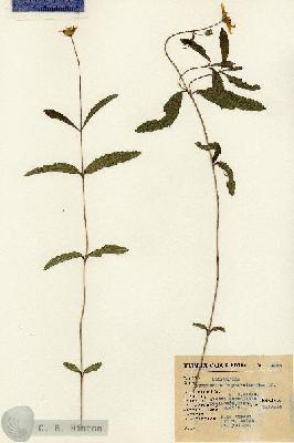URN_catalog_HBHinton_herbarium_13925.jpg.jpg