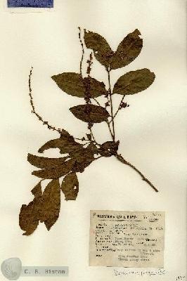 URN_catalog_HBHinton_herbarium_14211.jpg.jpg