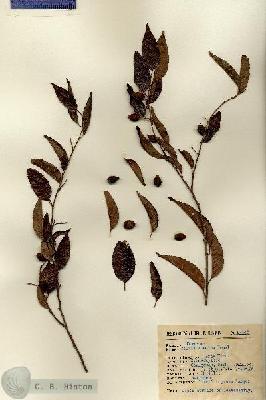 URN_catalog_HBHinton_herbarium_13946.jpg.jpg