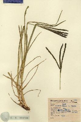 URN_catalog_HBHinton_herbarium_1395.jpg.jpg