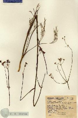 URN_catalog_HBHinton_herbarium_13960.jpg.jpg