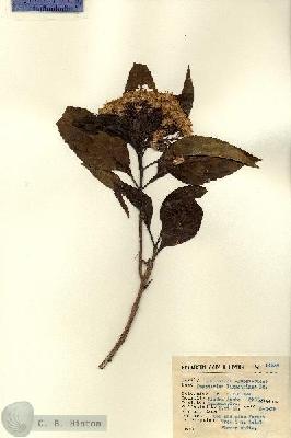 URN_catalog_HBHinton_herbarium_14236.jpg.jpg