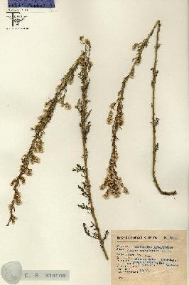 URN_catalog_HBHinton_herbarium_1410.jpg.jpg