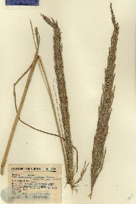 URN_catalog_HBHinton_herbarium_1959.jpg.jpg