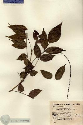 URN_catalog_HBHinton_herbarium_14133.jpg.jpg