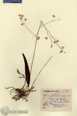 URN_catalog_HBHinton_herbarium_14172.jpg.jpg