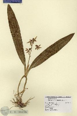 URN_catalog_HBHinton_herbarium_14259.jpg.jpg