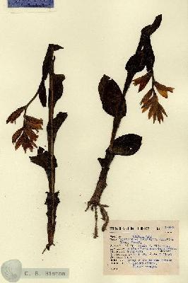 URN_catalog_HBHinton_herbarium_14425.jpg.jpg