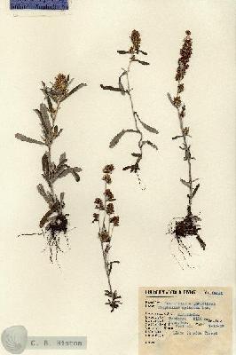 URN_catalog_HBHinton_herbarium_14454.jpg.jpg