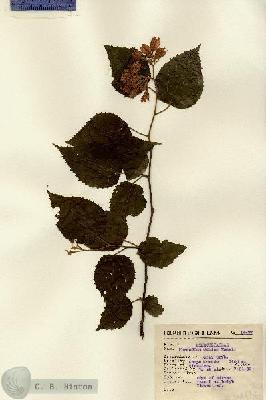URN_catalog_HBHinton_herbarium_14472.jpg.jpg