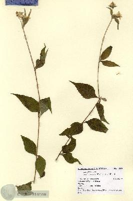 URN_catalog_HBHinton_herbarium_14568.jpg.jpg