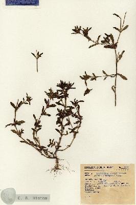 URN_catalog_HBHinton_herbarium_1459.jpg.jpg