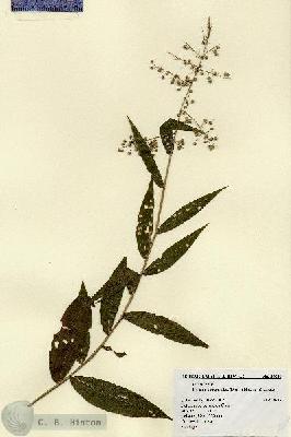 URN_catalog_HBHinton_herbarium_14610.jpg.jpg