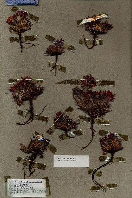 URN_catalog_HBHinton_herbarium_17049.jpg.jpg