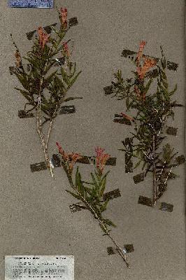 URN_catalog_HBHinton_herbarium_19602.jpg.jpg