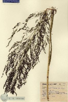 URN_catalog_HBHinton_herbarium_5153.jpg.jpg