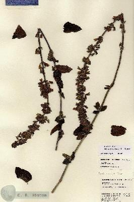 URN_catalog_HBHinton_herbarium_22529.jpg.jpg