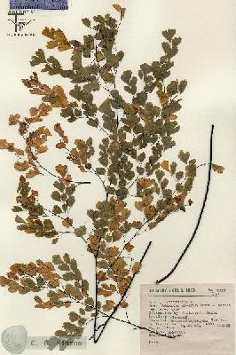 URN_catalog_HBHinton_herbarium_7317-1.jpg.jpg