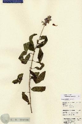 URN_catalog_HBHinton_herbarium_22529-1.jpg.jpg