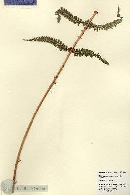 URN_catalog_HBHinton_herbarium_22654.jpg.jpg