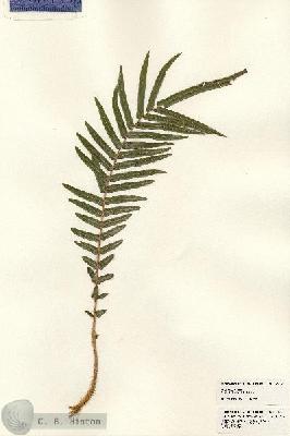 URN_catalog_HBHinton_herbarium_24120-1.jpg.jpg