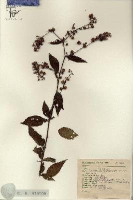 URN_catalog_HBHinton_herbarium_6996.jpg.jpg