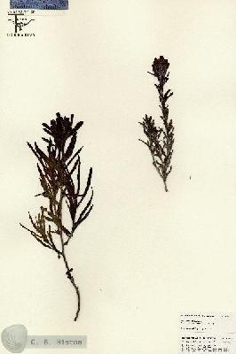 URN_catalog_HBHinton_herbarium_19605.jpg.jpg