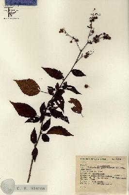 URN_catalog_HBHinton_herbarium_6996-1.jpg.jpg