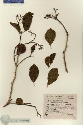 URN_catalog_HBHinton_herbarium_7740.jpg.jpg