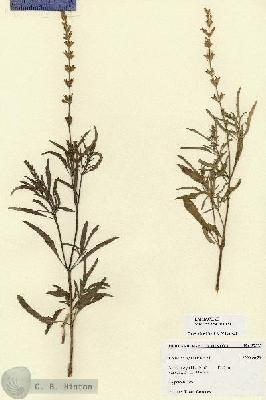URN_catalog_HBHinton_herbarium_27573.jpg.jpg