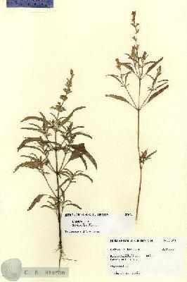 URN_catalog_HBHinton_herbarium_27573-1.jpg.jpg