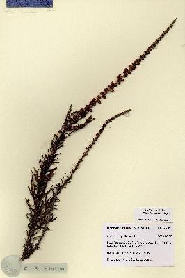 URN_catalog_HBHinton_herbarium_28693.jpg.jpg