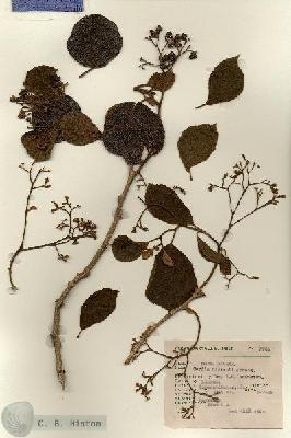 URN_catalog_HBHinton_herbarium_7740-1.jpg.jpg