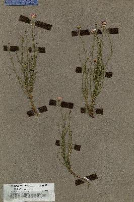 URN_catalog_HBHinton_herbarium_19620.jpg.jpg