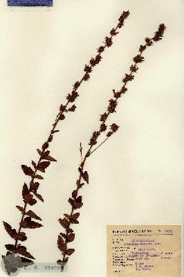 URN_catalog_HBHinton_herbarium_11371.jpg.jpg