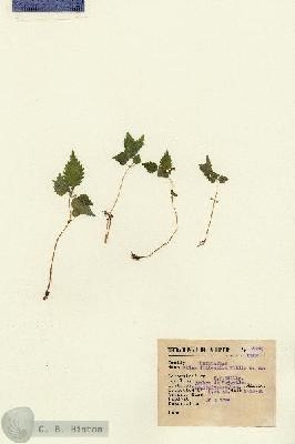 URN_catalog_HBHinton_herbarium_8240.jpg.jpg