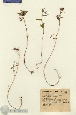 URN_catalog_HBHinton_herbarium_2691.jpg.jpg
