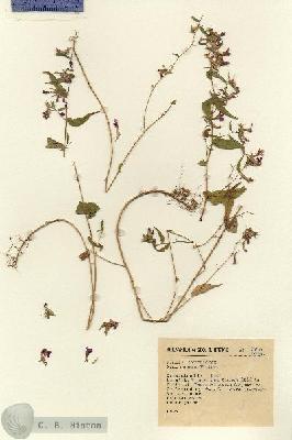 URN_catalog_HBHinton_herbarium_2691-1.jpg.jpg
