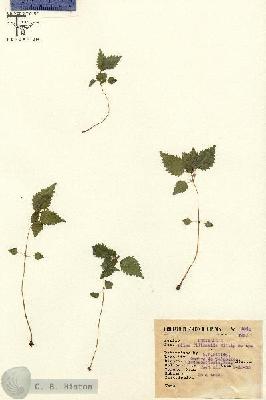 URN_catalog_HBHinton_herbarium_8240-1.jpg.jpg