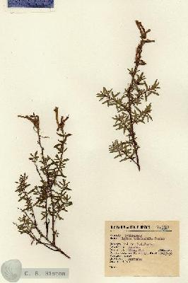 URN_catalog_HBHinton_herbarium_9583.jpg.jpg