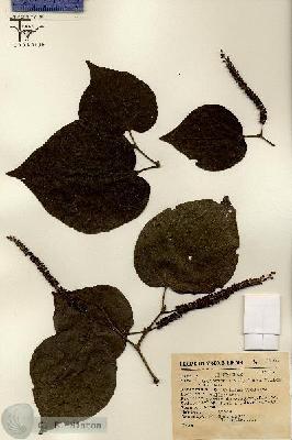 URN_catalog_HBHinton_herbarium_11372.jpg.jpg