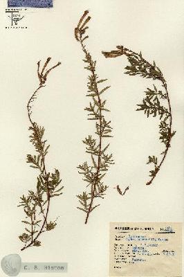 URN_catalog_HBHinton_herbarium_9583-1.jpg.jpg